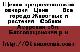 Щенки среднеазиатской овчарки › Цена ­ 1 - Все города Животные и растения » Собаки   . Амурская обл.,Благовещенский р-н